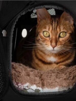 Draagtas voor Huisdieren – Opvouwbaar kattenmand – EVA schuim draagtas – Max 6 kg – Zwart – Ademend – Voor Hond, Kat, Konijn – Draagtas huisdier – Transporttas kat – Zwart - Afbeelding 4