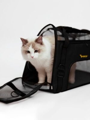 Draagtas Hond Kat - Huisdier reistas - dierenvervoer tas - Dieren Transporttas met Ventilatie - Verstevigd - Schouderriem & Handvat - Tot 8kg - Zwart - Afbeelding 5