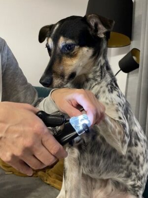 Nagelknipper hond kat LED - Veilig Dieren Nagelschaartje - RVS Bladen - Anti-Slip Greep - Vijl & Claw Catcher - Inclusief Batterijen - met verlichting - Afbeelding 4