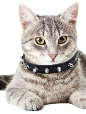 Luxe leren halsband hond - Zwart - (39 - 48 cm) x 2,7cm - Honden halsband - Hondenhalsband - Halsband hond leer - Leren honden halsband - Stoere honden halsband - Leren hondenhalsband - Afbeelding 5