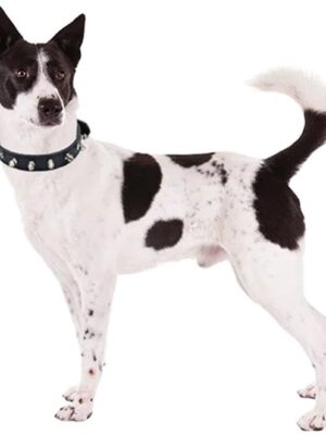 Luxe leren halsband hond - Zwart - (39 - 48 cm) x 2,7cm - Honden halsband - Hondenhalsband - Halsband hond leer - Leren honden halsband - Stoere honden halsband - Leren hondenhalsband - Afbeelding 8